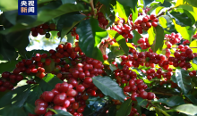 走出一条从“论吨卖”到“论杯品”的产业跃升之路    “云咖”升链