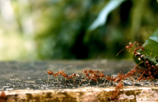 科学家发现空气污染会引发蚁群崩溃  