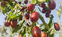 一片枣林，富了口袋防了风沙   