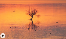 晨曦中的滇池美似鎏金油画  