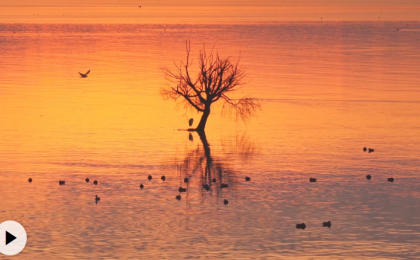 晨曦中的滇池美似鎏金油画  