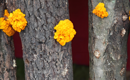 种金耳用上高科技