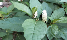 “金银绿”绘就边城新图景   