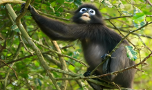我科研团队揭示亚洲叶猴物种表型演化之谜  