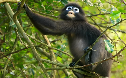 我科研团队揭示亚洲叶猴物种表型演化之谜  