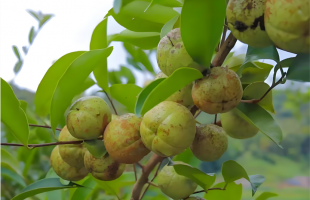 从一棵树到一条链，丽水油茶产业绿意生金  