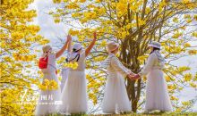 广西南宁：黄花风铃木盛开 