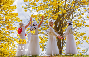 广西南宁：黄花风铃木盛开 