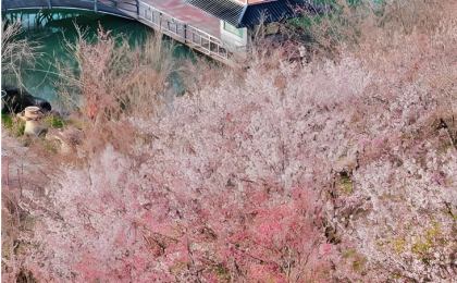 一路繁花一路景 杭州“交旅融合”解锁春日“诗意经济”  