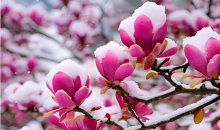 四川雅安：百年光叶玉兰迎雪绽放  