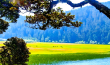 共生、共荣、共融——“树胡子”礼赞