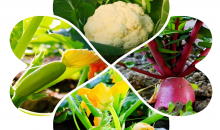 “菜篮子”里的政绩观