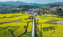 油菜丰收保卫战