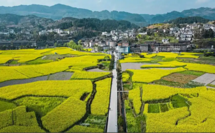 油菜丰收保卫战