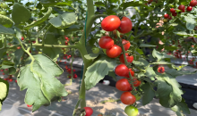 良种良法入田间  