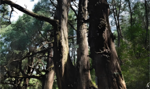 也谈翠云廊千年古柏带来的时代启示 