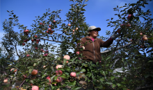 致敬治沙人！陕西苹果种植带北扩至毛乌素南缘