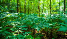 森林生态和林下经济怎么做到“一体两面”    