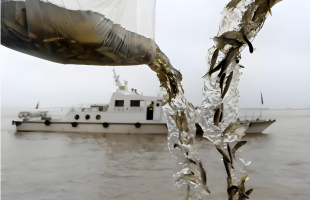 长江水生生物总体恢复向好 禁渔成效明显  