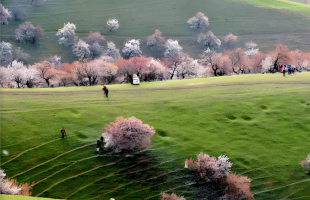 美若仙境！新疆伊犁杏花草原雪山同框