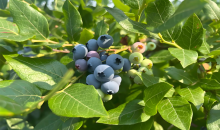 我国特色食品产区达450余个    特色农产品变身优势产业   