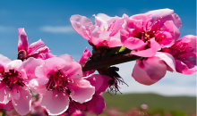 大地如铺上粉红地毯！丽江拉市海桃花惊艳上线  