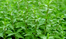 两片叶子背后的“山海情”    