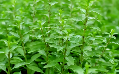 两片叶子背后的“山海情”    