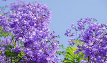 风起花影摇，云南巧家蓝花楹织就紫色梦境  