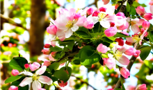 这个春天必须冲天津海棠 