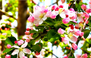 这个春天必须冲天津海棠 