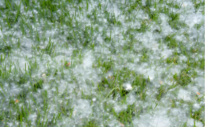 50天飞絮期！北京如何应对？  