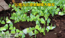 见者好运！云南孟连迎蝴蝶大爆发  