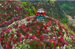 贵州毕节：百里杜鹃，迎来绚烂时节 