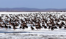春季到兴凯湖来看鸟   