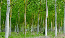 林木育种专家：治理杨絮，有了“治本”的办法 