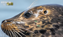 海豹放归大海前，饲养员哽咽叮嘱