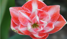 3个朱顶红新品种获国家植物新品种权证  