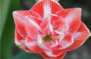 3个朱顶红新品种获国家植物新品种权证  