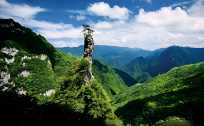 大巴山里长出片片“生金”林   