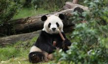 中美开启新一轮大熊猫保护合作 “平平”“福双”将赴美  