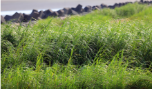 五部门联合部署加强互花米草防治  