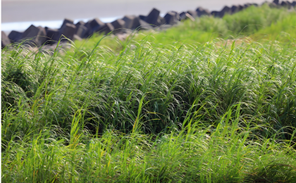 五部门联合部署加强互花米草防治  