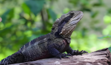 阿根廷发现约7000万年前陆生蜥蜴化石  