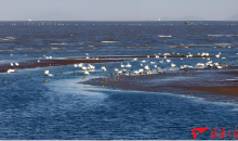 闽江河口“长”出新风景  