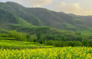 拓宽绿水青山转化金山银山的路径   
