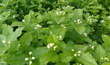 全球每10朵茉莉花6朵来自广西横州 