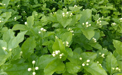 全球每10朵茉莉花6朵来自广西横州 