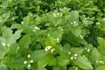 全球每10朵茉莉花6朵来自广西横州 