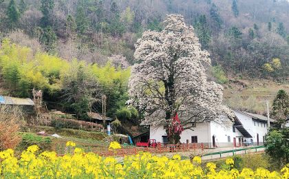 湖北秭归487株高龄古树“老有所养” 